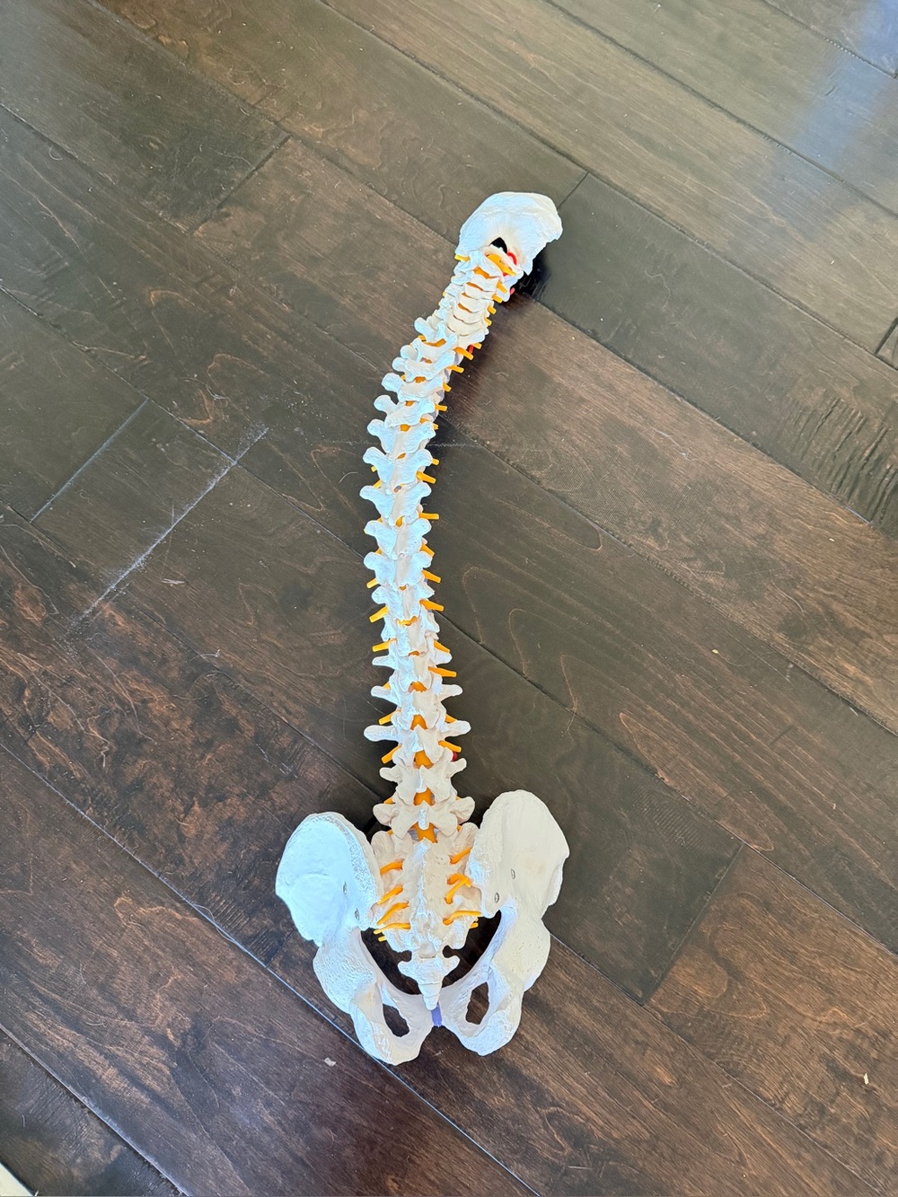 Human Spine Model With Pelvis & Nerves Flexible Anatomical Medical Teaching